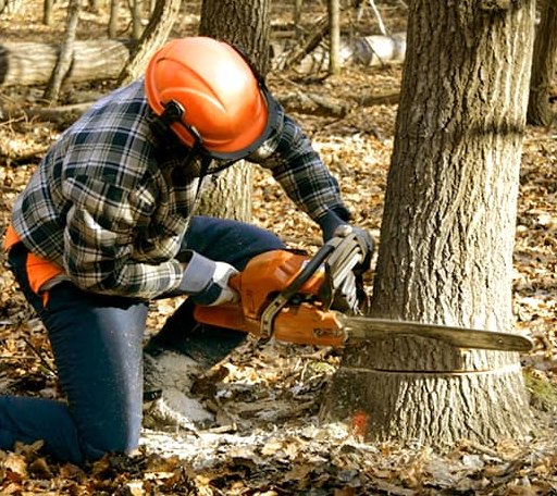 Tree Removal in Frankfort, SD